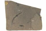 Metasequoia Fossil Plate - McAbee Fossil Beds, BC #215665-1